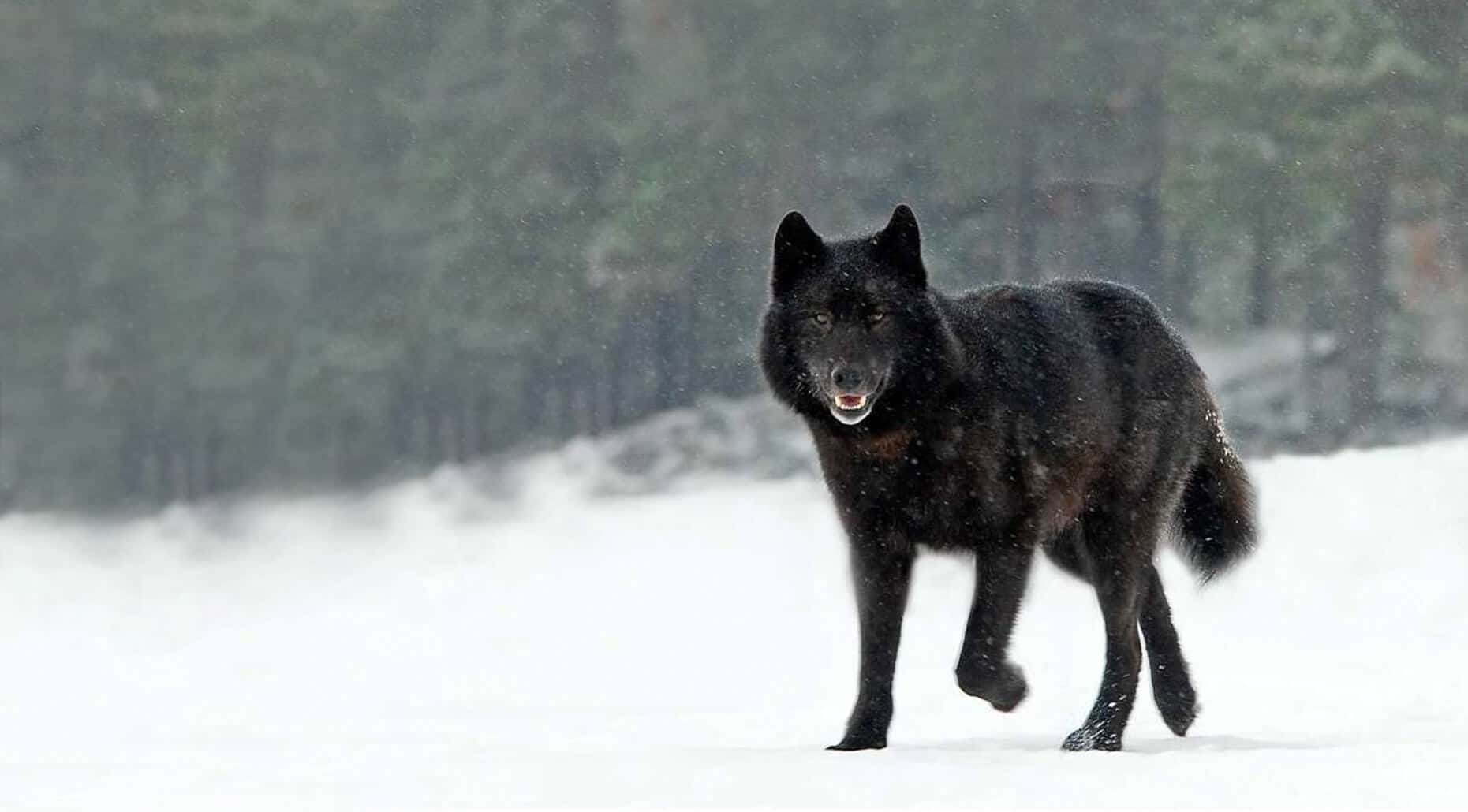 Рассказы большой черный. Волкособ канадский черный волк. Канадский волк меланист. Чёрный канадский волкособ. Волкособ вольфхунд.